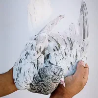 دم‌‌سفید