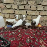 کبوتر پرشی ساعتی