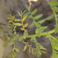 یونجه