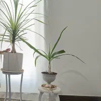 گل برگ موزی و لیندا قیمت مناسب