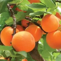 نهال زردآلو پرتقالی