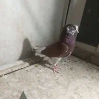 شازده قرمز نر