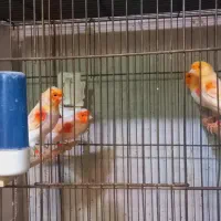 جوجه قناری نروماده قناری رنگی