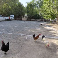 مرغ و خروس تخم گذار