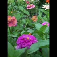 باغ ویلایی ۵۰۰ متر حصار شده