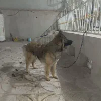 سگ ژرمن|سگ|سبزوار, ایزی شهر|دیوار