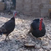 بوقلمون