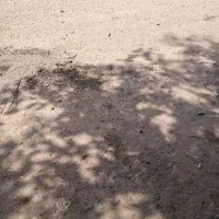زمینی سند دار در علی آباد خلخال نزدیک جاده اصلی