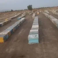 فروش عمده عسل طبیعی بدون تغذیه و باکیفیت