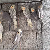 فروش عروس هلندی