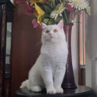 بریتیش اسکاتیش نر دوساله