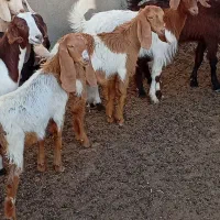 8 بزغاله بزرگ دورگ پاکستانی نژاد دوقلوزا شیرا