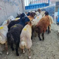 گوسفند زنده شاهین ویلا  گوهردشت