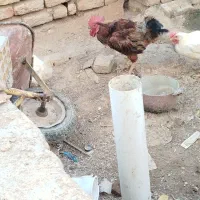 خروس محلی