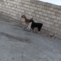 بز و بزغاله