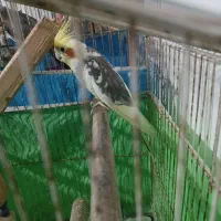یه جفت عروس هلندی