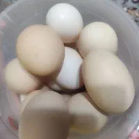 تخم مرغ محلی