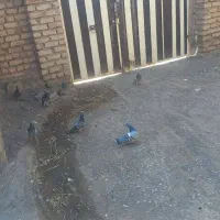 کفتر المانی