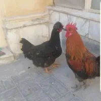 مرغ محلی ۷۰۰