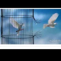 ترک کن تا بهتر زندگی کنی
