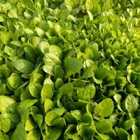 پوزه برگ زرد اماده کاشت