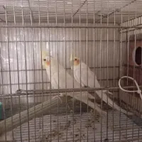 عروس هلندی مولد
