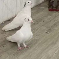 کبوتر. جفت گل پنبیی کاکولی دولا و جفت سیاه پوش