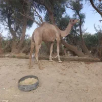 شتر|حیوانات مزرعه|زاهدان, |دیوار