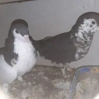 دو جفت کبوتر سرور  و رنگی