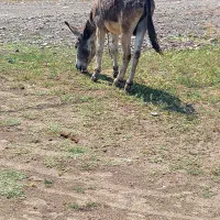 یک عدد خر نر جوان