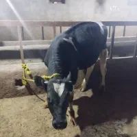 گوساله