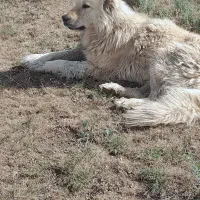 فروشه‌سگ