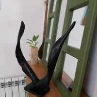 شاخ بز کوهی