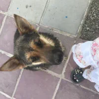واگذاری سگ ژرمن ماده