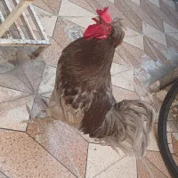 خروس لهستان