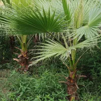 فروش تعدادی پالم واشنگتنی سالم