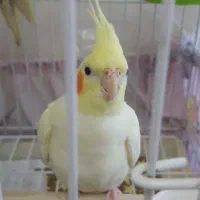 عروس هلندی نر