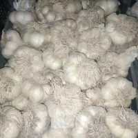 سیر سفید|خوردنی و آشامیدنی|جلگه رخ, |دیوار