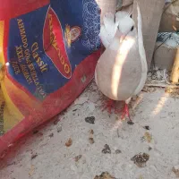 طوقی کارتونی