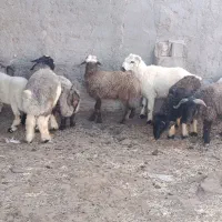 بره نر چاق