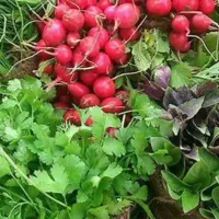 سبزی خورشتی دزفول