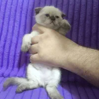 گربه های اسکاتیش ۲ ماهه