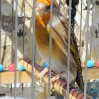 قناری سوپری نروماده وقفس پژاوند ۴طبقه