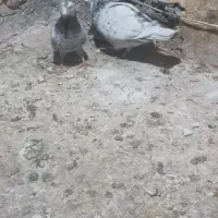 کفتر|پرنده|مشهد, چهنو|دیوار