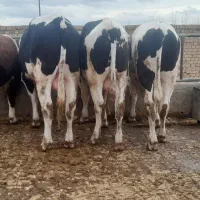 گوساله نرچاق|حیوانات مزرعه|قزوین, |دیوار