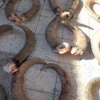 شاخ گاومیش درجه یک برای استادان نمونه
