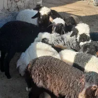 بره بزغاله  میش