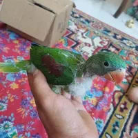 شاه طوطی اسکندری