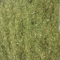 شوید خشک