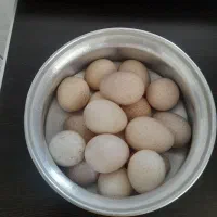 تخم نطفه دار بوقلمون